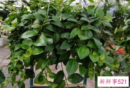 口红吊兰的繁殖方法