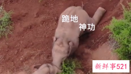 云南北移象群里的小象打架