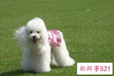 什么宠物适合上班族养男生