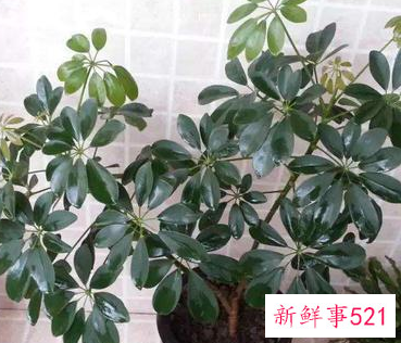 客厅养什么花好旺财,在山东