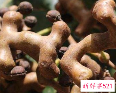 金钩梨的功效与作用