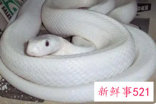 梦到蛇很害怕但是没有伤害我周公解梦