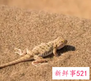 梦见壁虎在墙上爬是什么意思