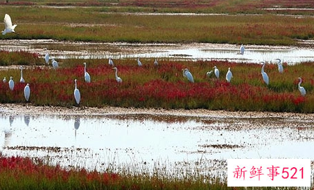梦见陷入沼泽是什么意思