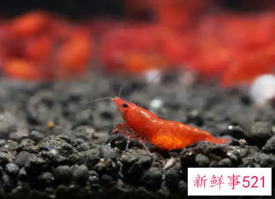 孕妇梦见虾和鱼是什么意思