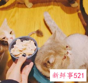 猫吃什么食物除了猫粮
