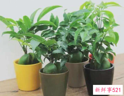 绿元宝树怎么养