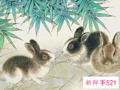 属兔女人在床上的表现