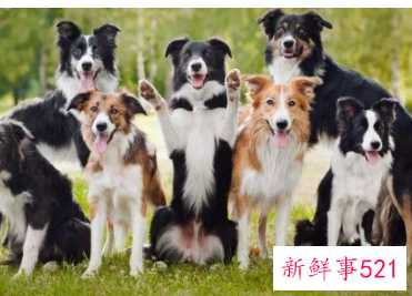 边牧哪种颜色最稀少