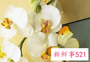 玉蝴蝶能减肥吗