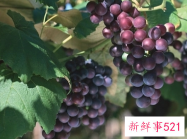 梦见树上结满葡萄是什么寓意