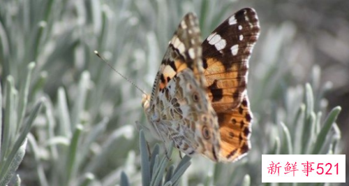 女人漂亮就是资本说说