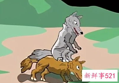 狈是什么样子的动物