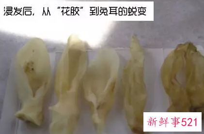 如何辨别假鱼胶和真鱼胶