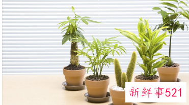 客厅可以放哪些实用的摆设