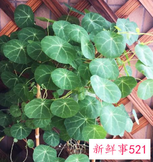 招财五种水果图片