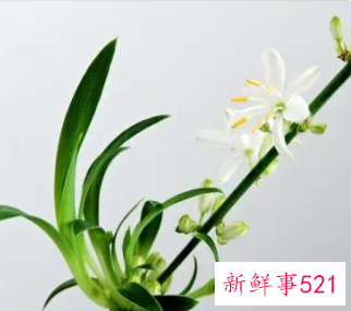 兰花的特点用四字词语表示