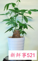 餐桌放什么植物好