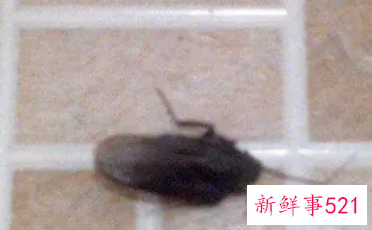 蟑螂死在床上擦了能干净吗
