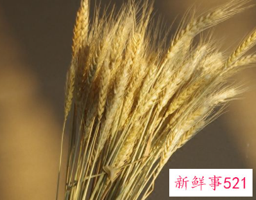 家里摆放干麦子好不好