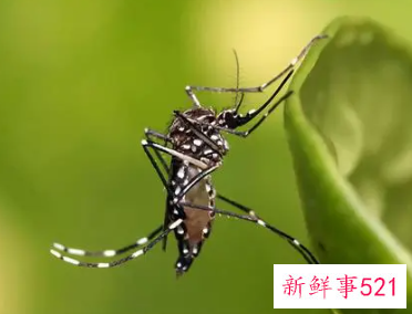 灯亮着蚊子就不咬人了吗