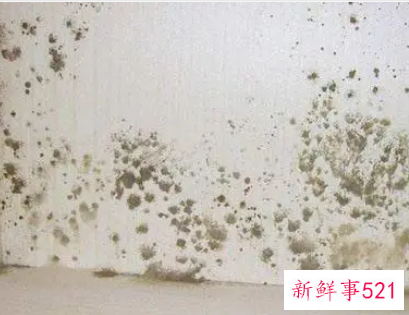 潮湿霉菌对人的危害