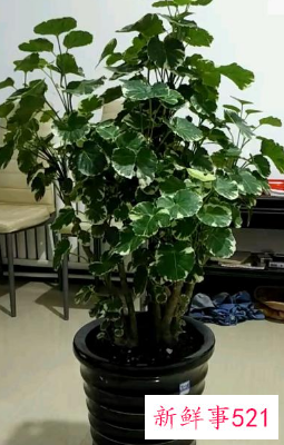 招财五种水果图片