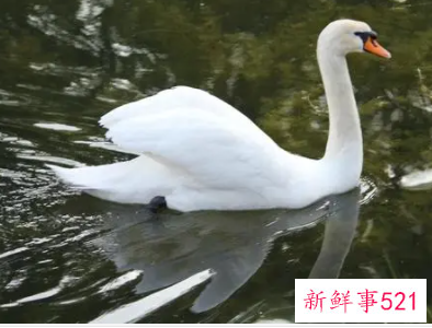 梦见天鹅在游泳是什么意思
