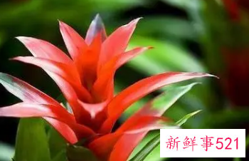 属猪女种什么植物旺财