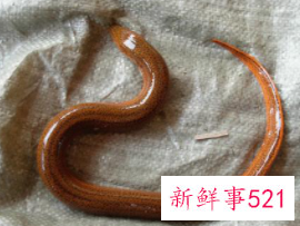 鲜活黄鳝怎么杀