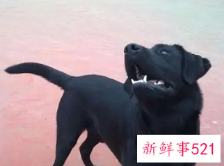 女人梦见黑狗向自己扑来