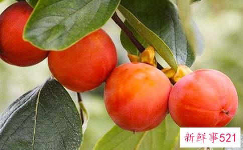 柿子里面黑色的点点是什么