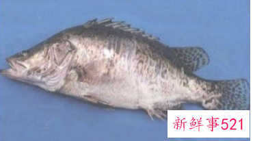 春季吃什么鱼对孩子好