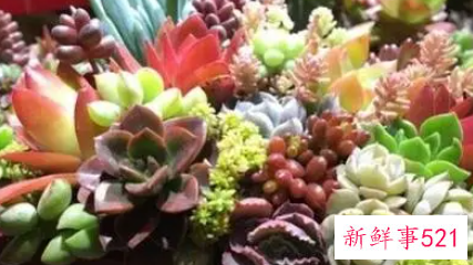多肉植物如何养殖