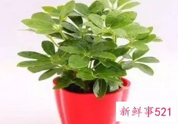 属猪女种什么植物旺财