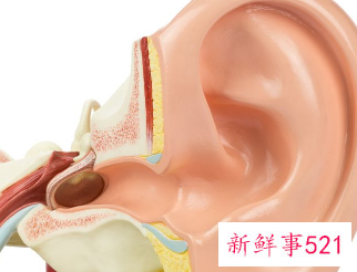 耳朵里面流脓水怎么回事