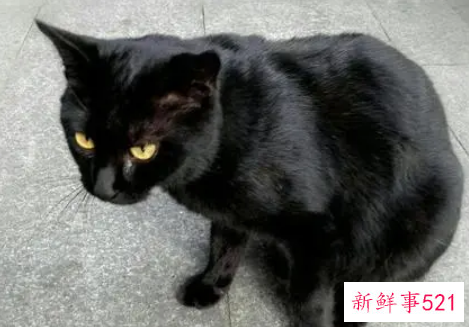 梦见黑猫有什么意思