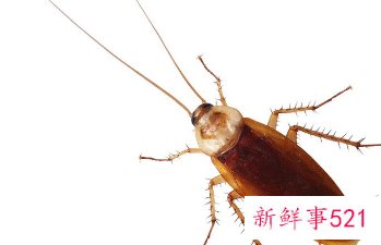 蟑螂死在床上擦了能干净吗