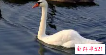 梦见天鹅在湖泊里什么意思