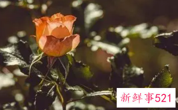 优秀的人就会得到爱情吗