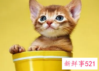 梦见猫一直粘着我