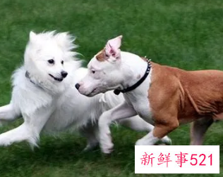 梦见两条大狗很温顺