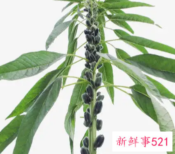 梦见芝麻有什么预兆