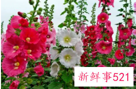 蜀葵怎么种蜀葵种植