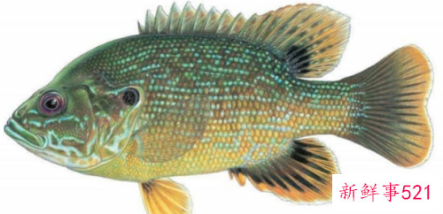 四川多地现太阳鱼