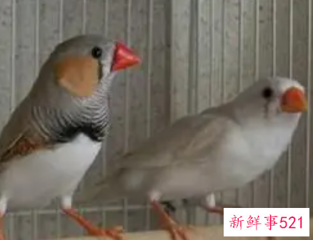 珍珠鸟放室内还是阳台