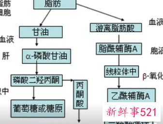 脂肪的六大功能