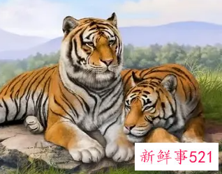 生肖女虎男龙会配吗