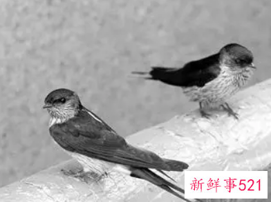 麻雀总是飞到家里窗户预示什么