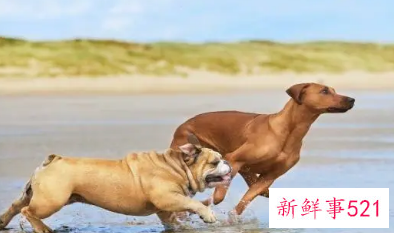 梦见两条大狗很温顺